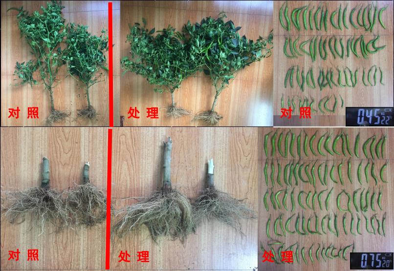 2比照处理.jpg
