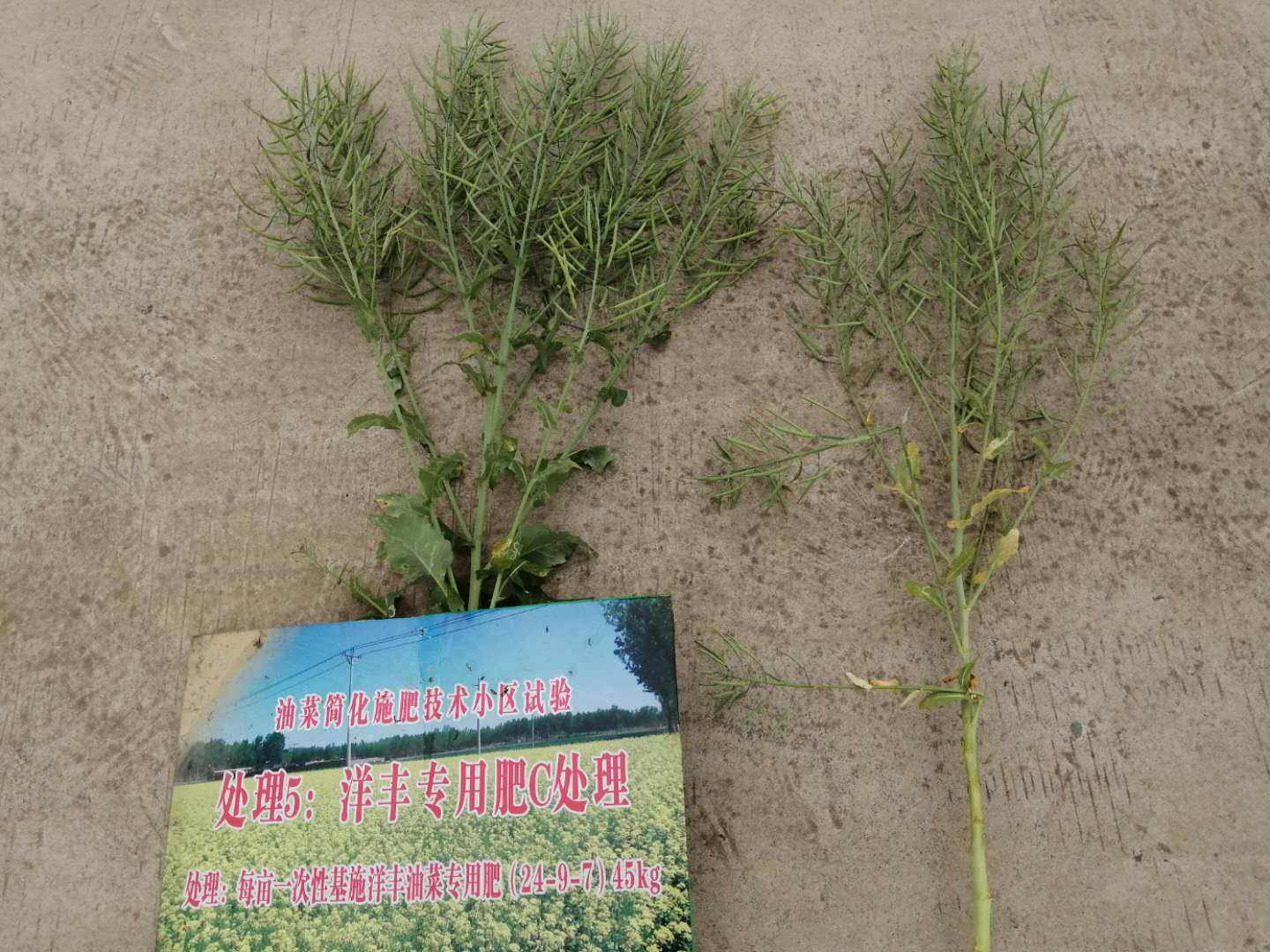 油菜专用肥试验效果比照3.jpg