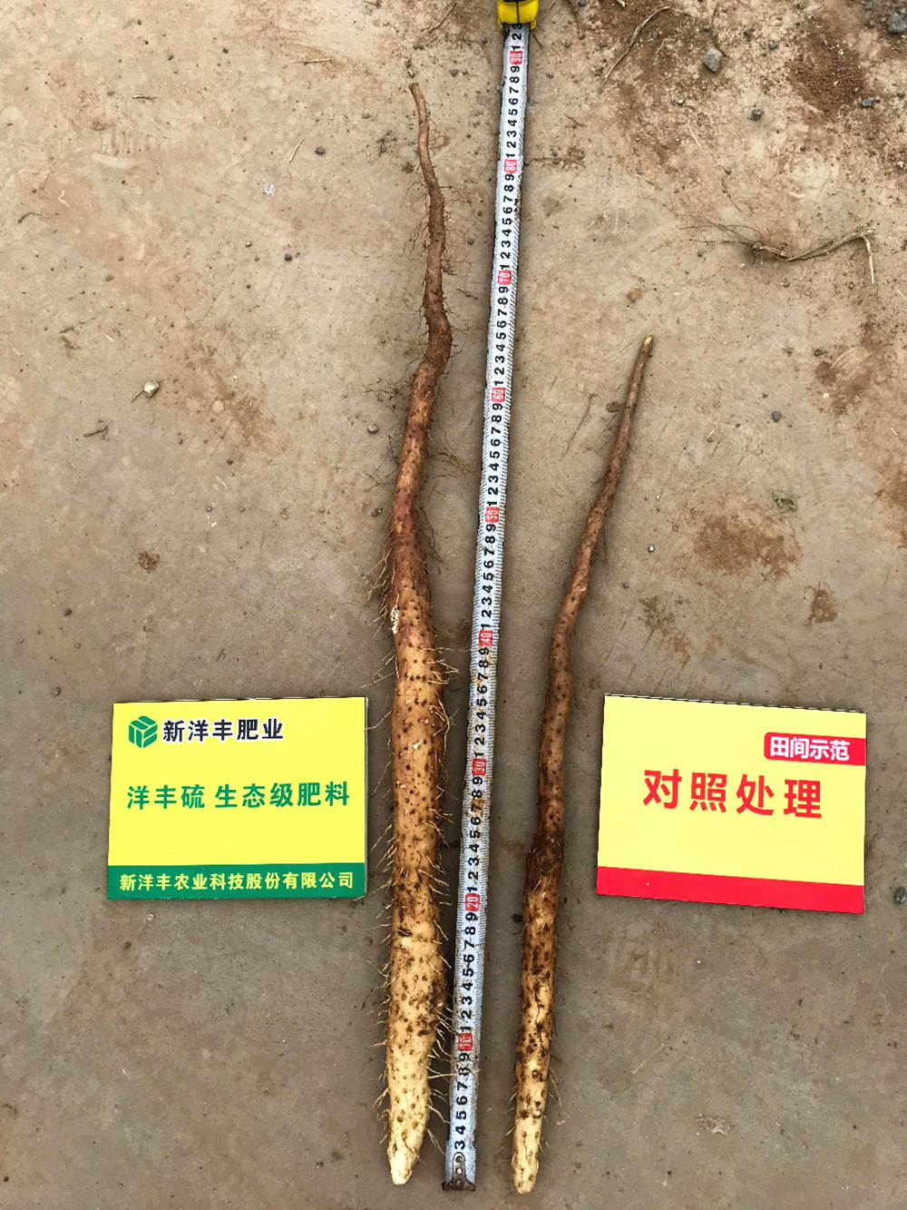 山药比照_副本.jpg