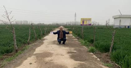 图片1小麦比照照.jpg