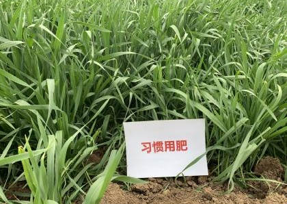 图片3小麦比照照.jpg
