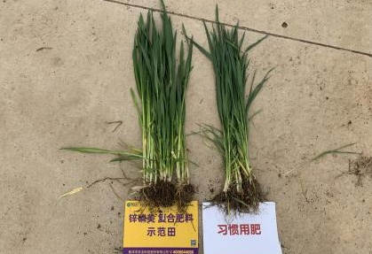 植株比照.jpg