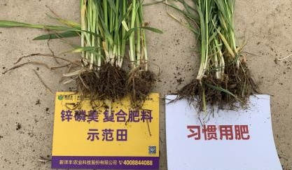 根系比照.jpg