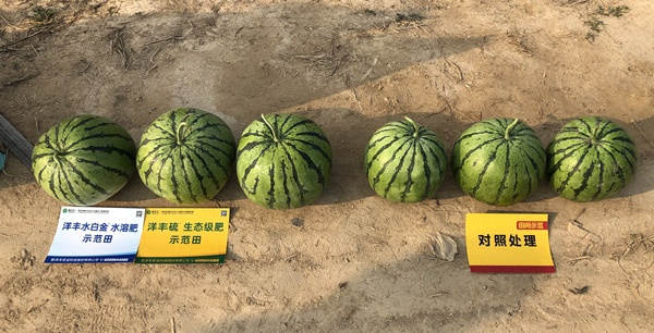 西瓜比照图.jpg