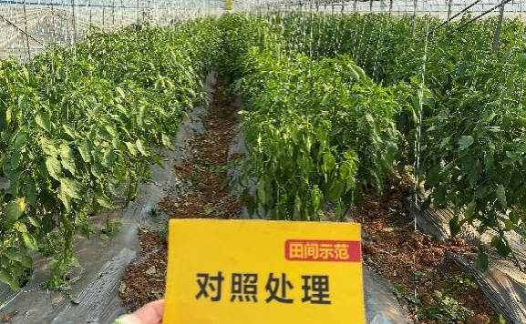 比照田陇椒长势.jpg