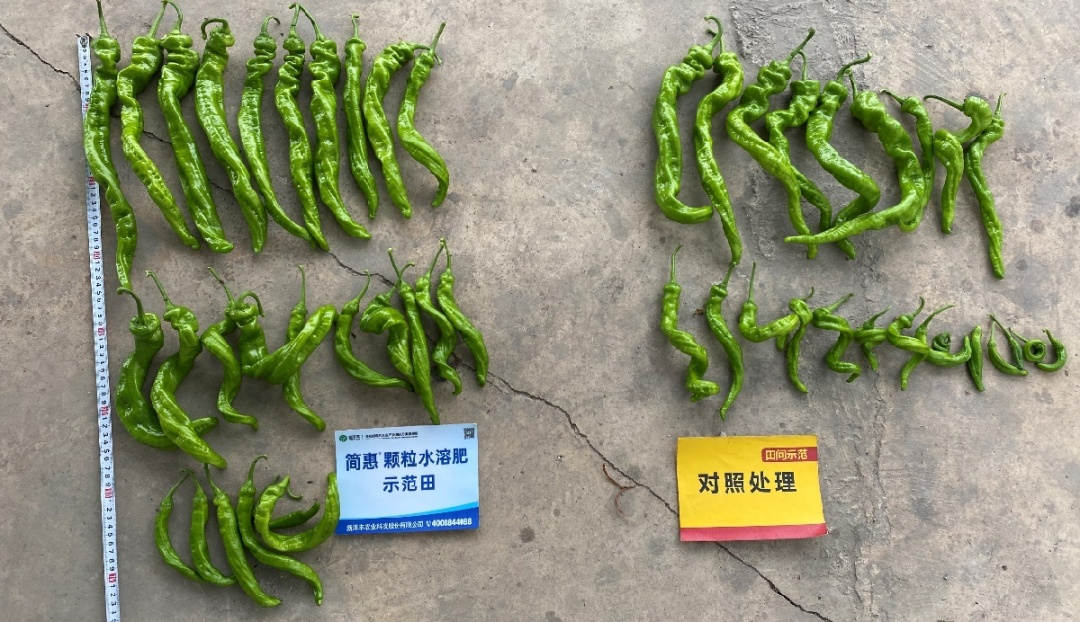 单株产量比照：树模田单株1.05kg；；；比照田单株0.65kg。。。。。。.jpg