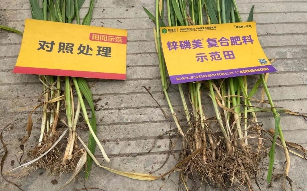 茎秆和根系比照：树模田根系更多，，，， 且茎秆更粗大.jpg