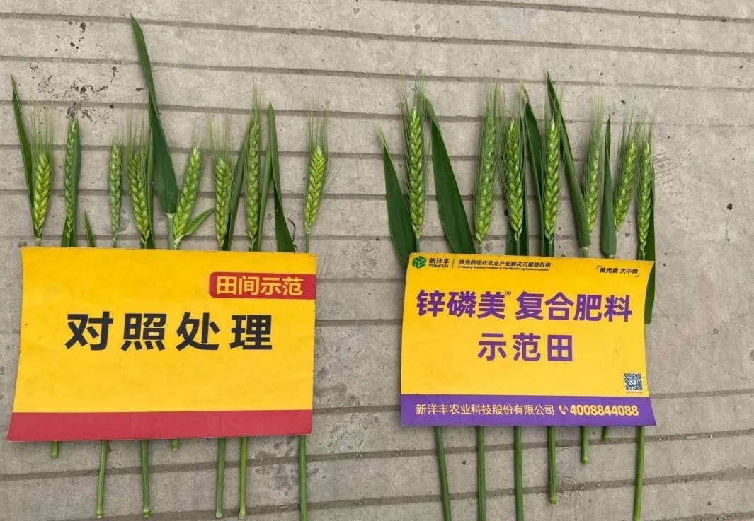 穗子比照：树模田穗子更大，，，，更长，，，，穗粒更多.jpg