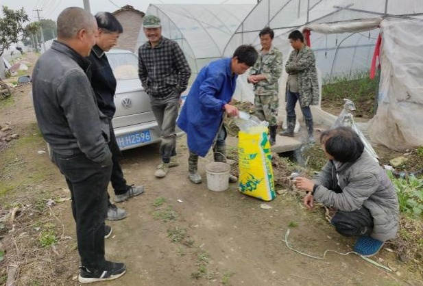 图片1图1 生姜施用洋丰硫生态级肥料，，，，，，吸引周边莳植户围观.jpg