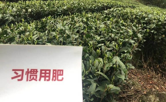 3月份春茶部分比照效果.jpg