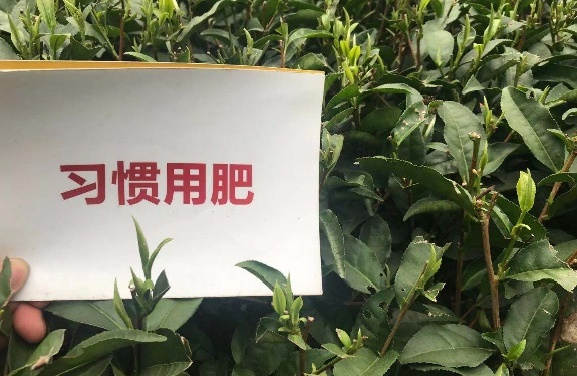 3月份春茶部分比照效果近景.jpg