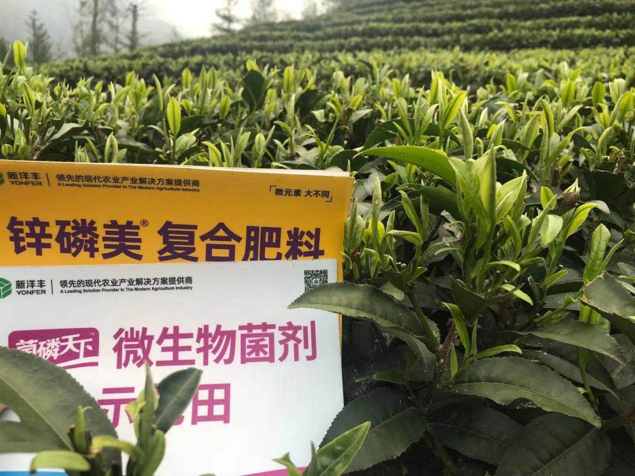 5月份芽头比照树模田.jpg