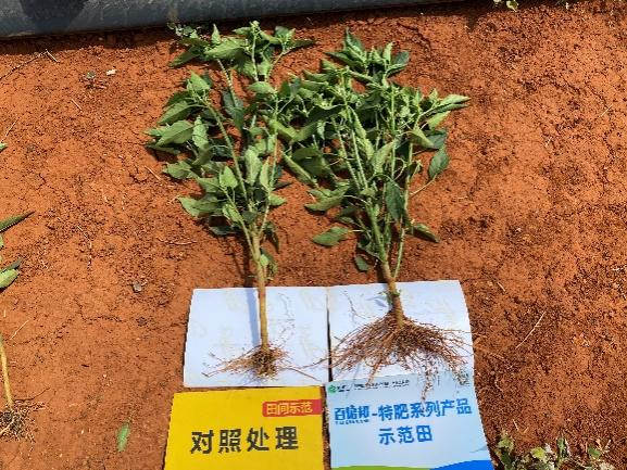 5月5日，，，，，植株比照.jpg
