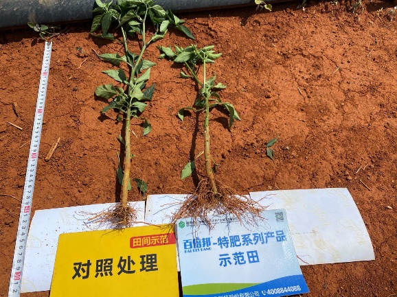 5月5日根系比照2.jpg