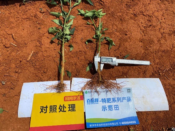 5月5日根茎粗细比照1.jpg