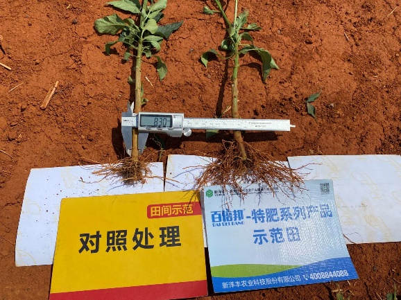 5月5日根茎比照2.jpg