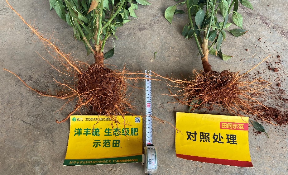 6月25日根系比照.jpg