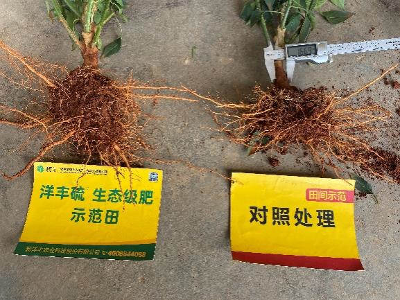 6月25日比照田根茎粗.jpg