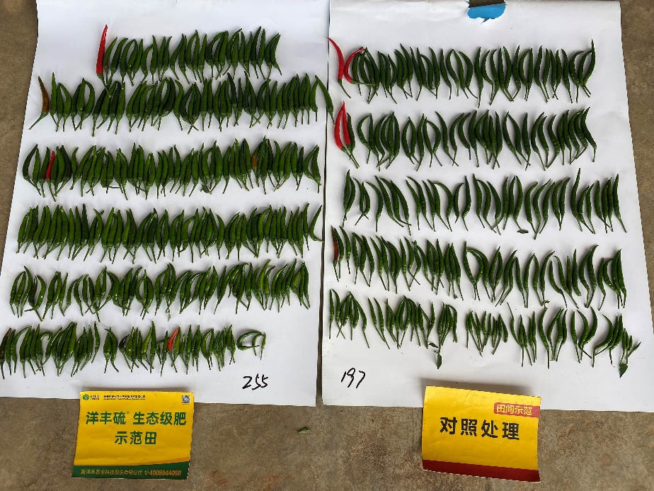 观摩会当天辣椒产量比照.jpg