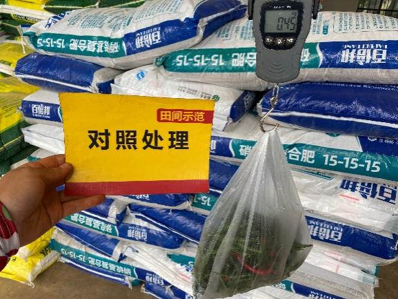 比照田辣椒单株产量.jpg