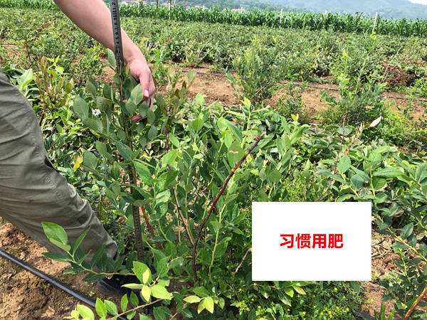 比照田株高_副本.jpg