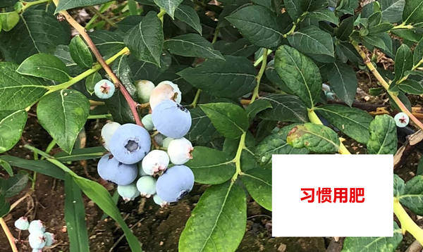 比照田转色情形_副本.jpg