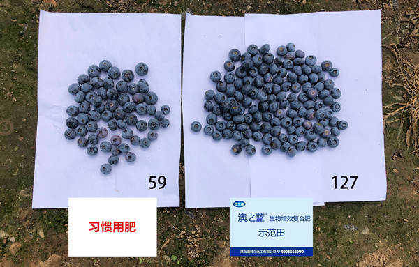 单株果量比照_副本.jpg