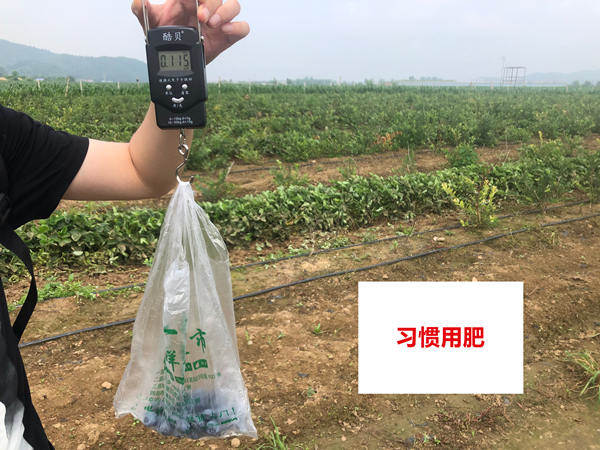 比照田单株果重_副本.jpg