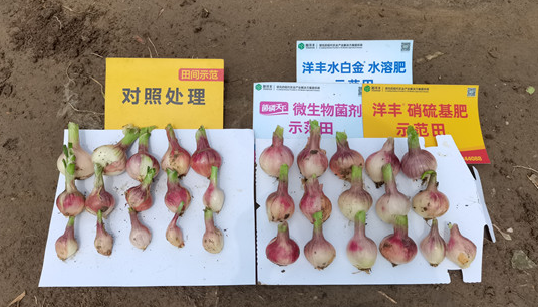 三株毛葱葱头长势比照_副本.jpg