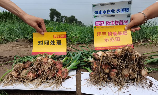 三株毛葱分蘖数及根系比照_副本.jpg