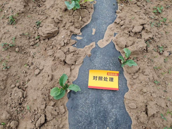 图片7生恒久植株长势比照1.jpg