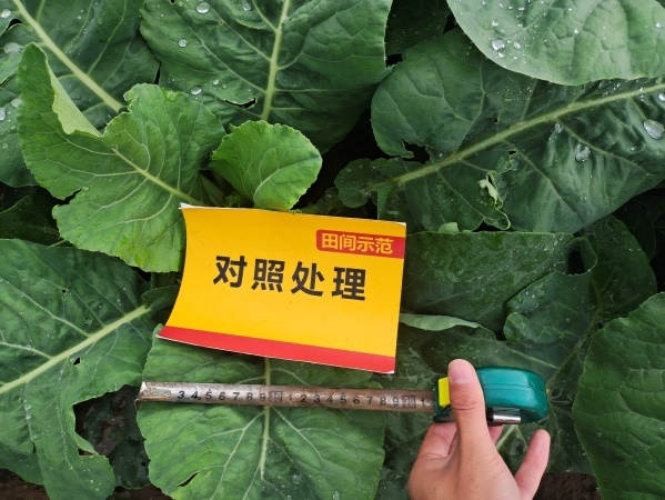 图片9生长后期植株叶片宽度比照（比照田）.jpg