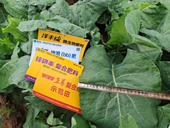 图片10生长后期植株叶片宽度比照（树模田）.jpg