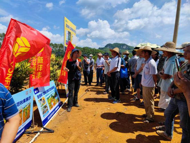 图片3基地试验认真人解说土康健肥效2.jpg