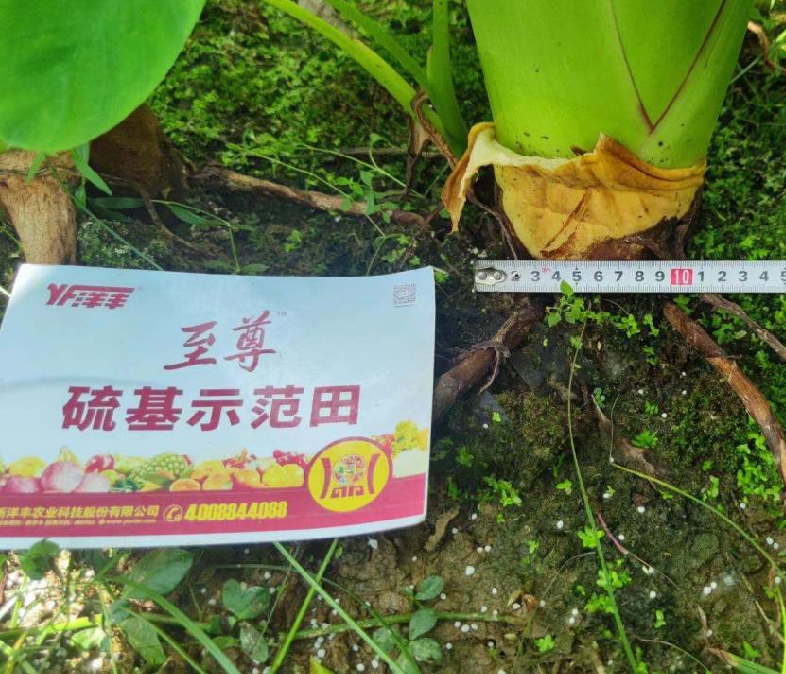 图片1树模田芋头茎粗.jpg