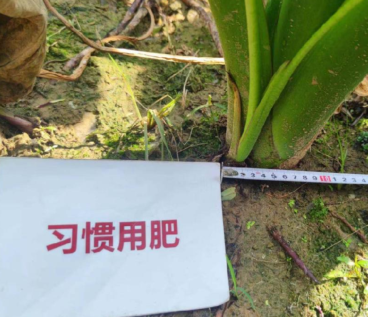 图片6比照田芋头茎粗.jpg