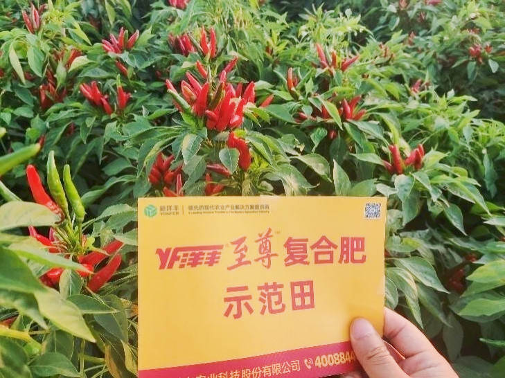 图片8-8，，9月9日树模田辣椒长势_副本.jpg