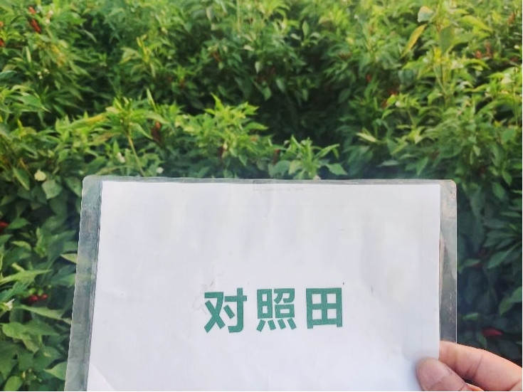 图片8，，9月9日比照田辣椒长势_副本.jpg