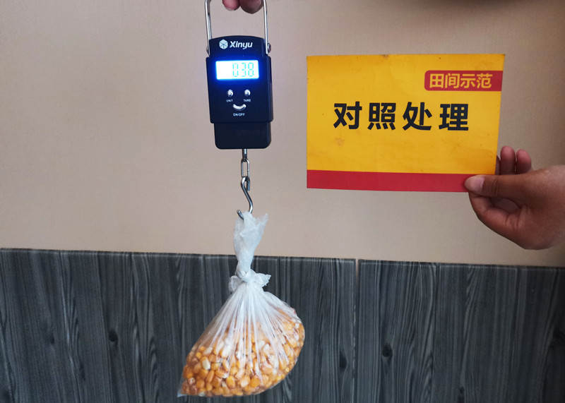 比照处理穗粒重_副本.jpg