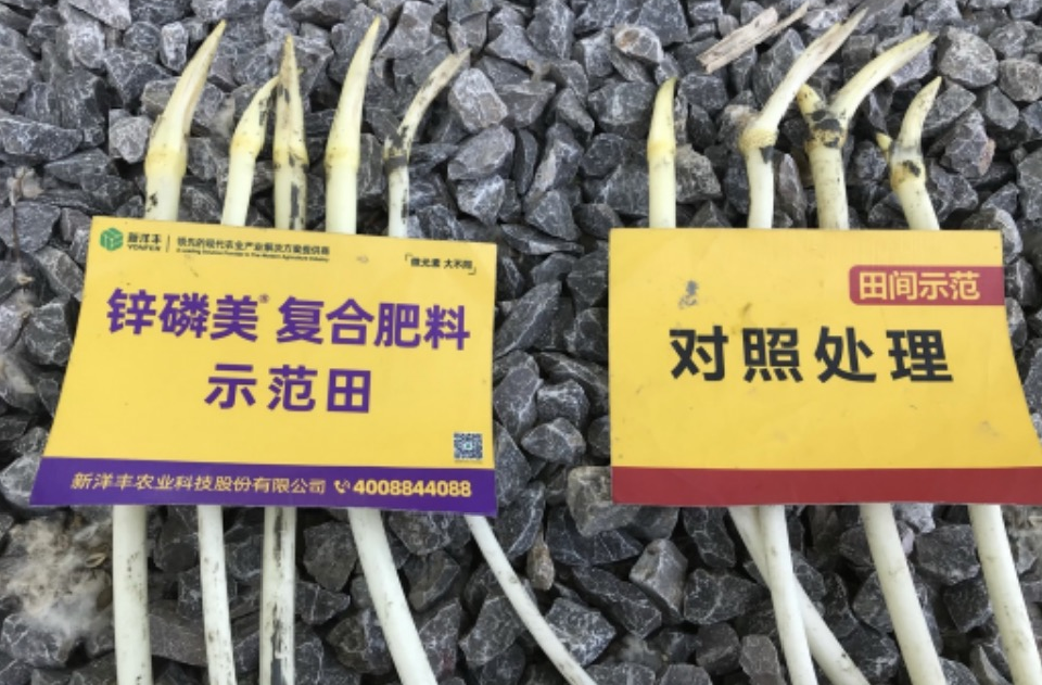 藕带长势2.jpg