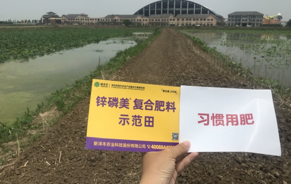 5月13日藕带水面叶片长势.jpg