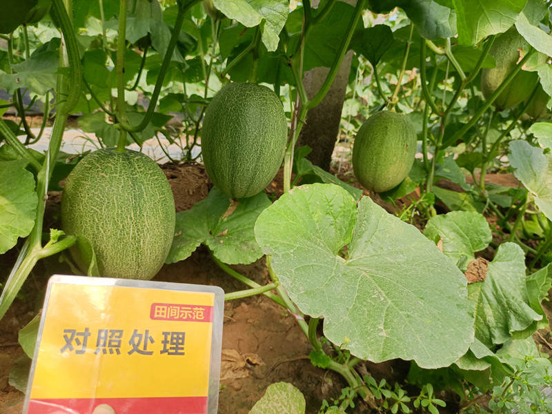 比照田甜瓜整体效果_副本.jpg