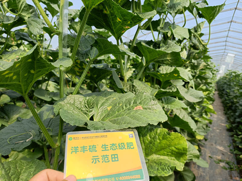 树模田病叶细节图_副本.jpg