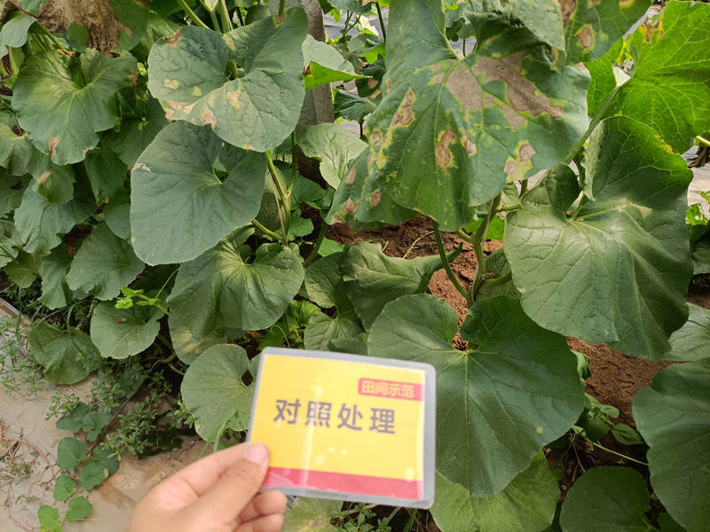 比照田病叶细节图_副本.jpg