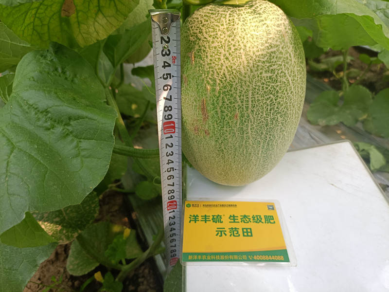 树模田甜瓜单个长度_副本.jpg