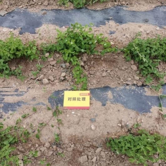 6月24日 苗期跟踪比照田2.jpg