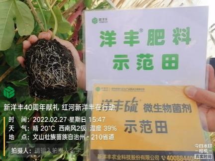 2月27日，，使用10天后，，根系已恢复正常生长，，根系蓬勃。。。。.jpg