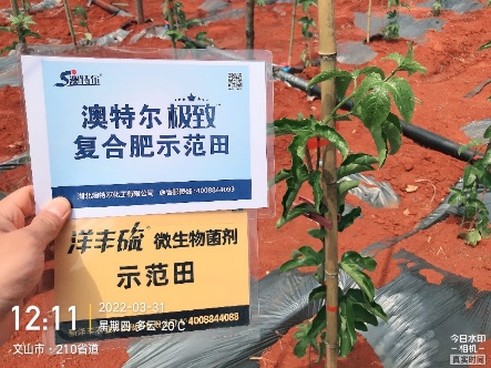 3月31日，，定值后的白效果苗长势.jpg