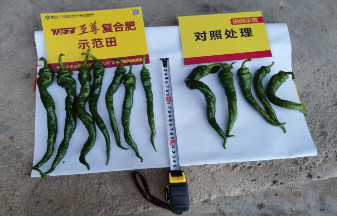 杨年迈单株挂果的质量比照.jpg