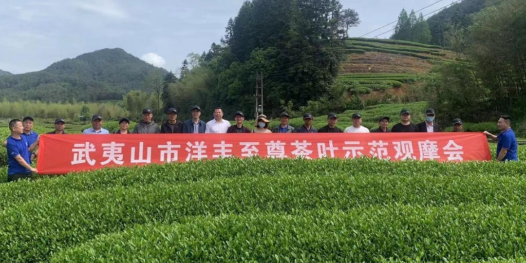 2022年洋丰至尊茶叶树模观摩会现场.jpg